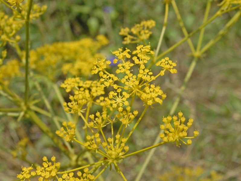 Ferulago campestris / Ferula finocchiazzo